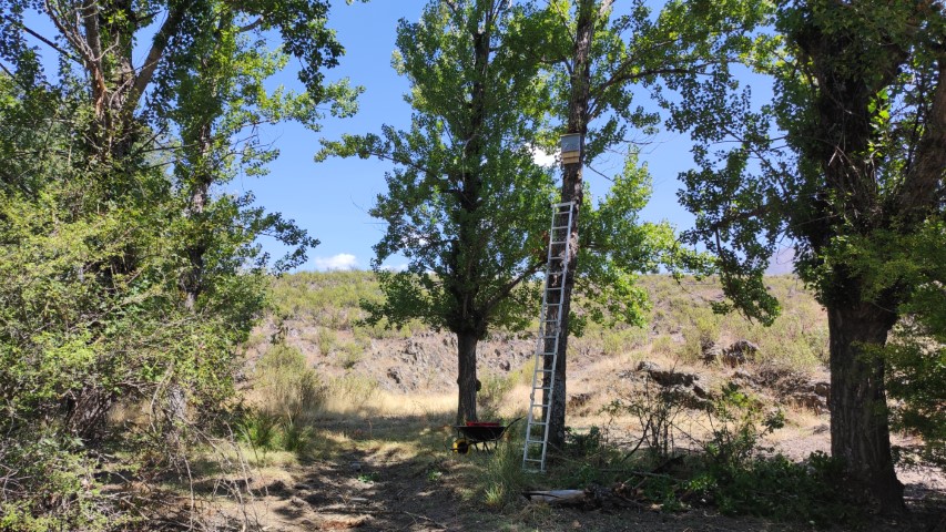 Tercera instalación de una caja nido en la colonia de la chopera 1 una escalera completamente extendida con una caja nido instalada a unos 6 metros de altura en el bosque de chopos