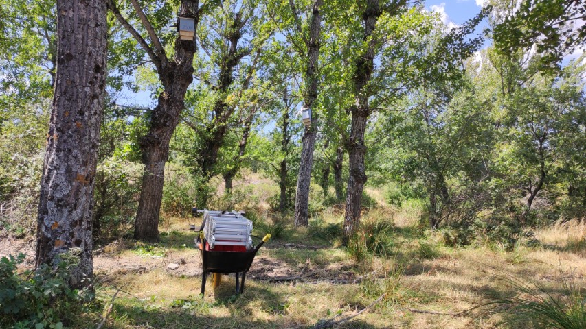 Primeras 3 cajas nido instaladas en la colonia de la chopera 1 El bosque de chopos con tres cajas nido instaladas y una carretilla con las herramientas recogidas