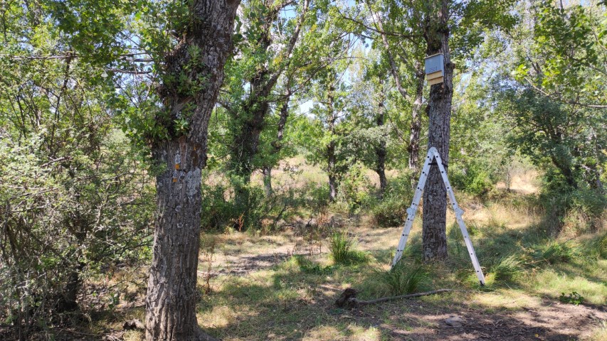 Instalación de la primera caja nido de murciélagos en la colonia de la chopera 1 Una escalera junto a un chopo con la caja nido instalada a una altura de 4 metros
